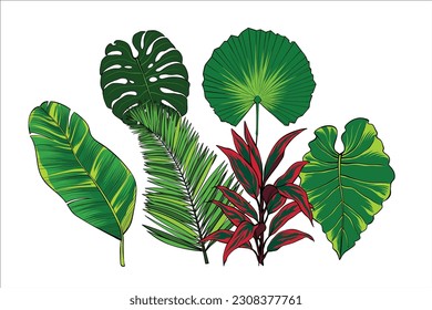 Leaf hand drawn collection with several types of plant