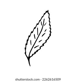 mano de hoja dibujada al estilo doodle. arte de línea simple minimalista. icono monocromo.
