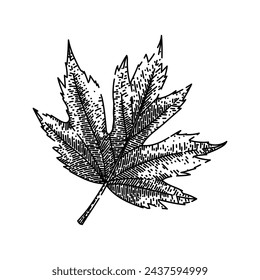 leaf hand drawn. flag red, fall foliage, ground yellow maple leaf vector sketch. isolated black illustration