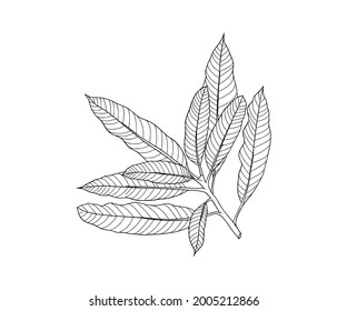 Leaf handgezeichnet, Skizze-Stil. Vektorgrafik