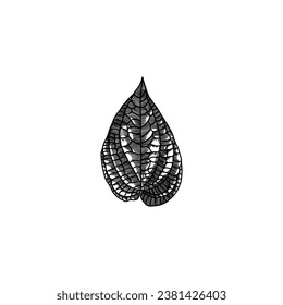 leaf hand drawn vector illustration on white background with black line design elements. exotic summer botanical illustration.