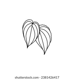 leaf hand drawn vector illustration on white background with black line design elements. exotic summer botanical illustration.