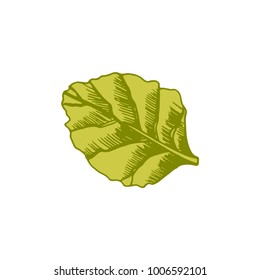 leaf Hand-drawn vector illustration