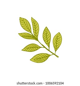 leaf Hand-drawn vector illustration