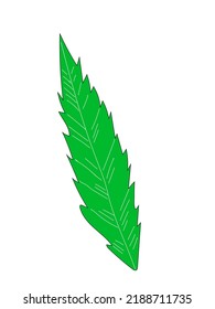 Hoja, cáñamo. Planta medicinal. Logotipo. marihuana Sedative. vector
