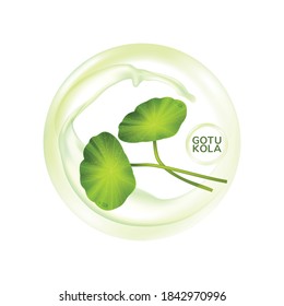 Leaf Herb gotu kola Vector illustration 