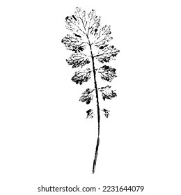 Leaf of herbaceous field plant isolated on white background. Ink print of leaf texture with veins and capillaries. A natural element for design.