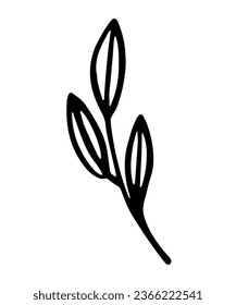 Hojas, boceto de garbanzos dibujado a mano con hierbas. Ilustración vectorial de la planta botánica de dibujos animados. Aislado sobre fondo blanco.