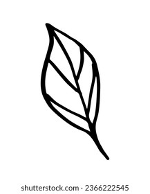 Leaf, herbs grass hand drawn doodle sketch. Vector illustration single of cartoon botanical plant. Isolated on white background.
