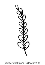 Hojas, boceto de garbanzos dibujado a mano con hierbas. Ilustración vectorial de la planta botánica de dibujos animados. Aislado sobre fondo blanco.