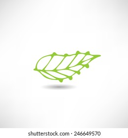 Leaf icon