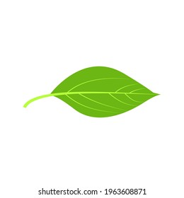leaf icon on white background. nature sign. vector illustration
