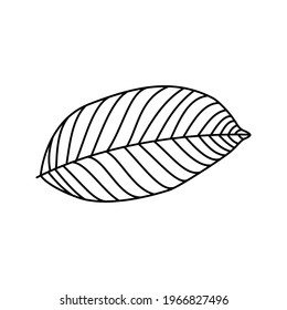 leaf icon on white background. nature sign. vector illustration
