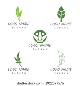 Leaf icon Vector Illustration design Logo template