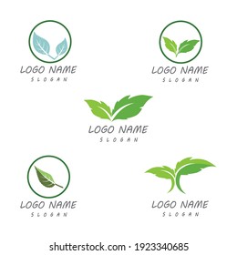 Icono de hoja Modelo de diseño de Ilustración de vectores
