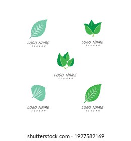 Icono de hoja Modelo de diseño de Ilustración de vectores