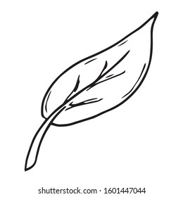 Leaf icon. Vector illustration of a leaf. Hand drawn  tree leaf.