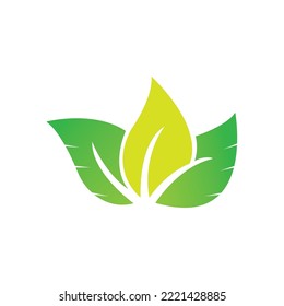 leaf  icon vector illustration logo design