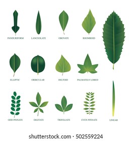 Leaf icon vector illustration nature 
