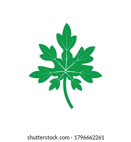 leaf icon vector isolated symbol illustration white background
