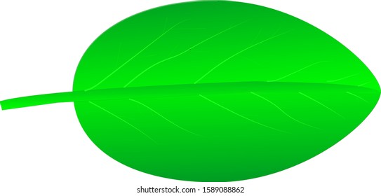 Leaf icon vector set isolated on white background