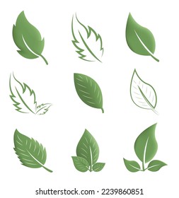 Leaf icon vector set isolated on white background. Various shapes of green leaves of trees and plants. Elements para eco y bio logo.