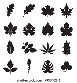 Leaf icons. Collectionf of 16 black symbols of leaves, such plants as oak, maple, chestnut, grapes, fig, hemp, holly, dandelion, clover, palm, etc. isolated on a white background. Vector illustration