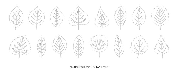 Iconos de la hoja en estilo del contorno, aislados en un fondo blanco. Follaje de tilo, abedul, álamo y aliso. Hojas de otoño, primavera o verano establecidas, contorno. Ilustración vectorial