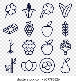 Leaf icons set. set of 16 leaf outline icons such as leaf, mulberry, grape, spinach, corn, lotus, bamboo, Clover, apple, pear, sprout, greenohuse, bouquet flower, clover