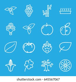 Leaf icons set. set of 16 leaf outline icons such as plant, apple, grape, corn, leaf, bamboo, clover, plant in pot, lemon, strawberry, bouquet flower