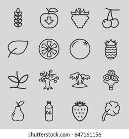 Leaf icons set. set of 16 leaf outline icons such as orange, cherry, oil, pear, raspberry, lemon, bouquet flower, palm, clover, plant, pineapple, strawberry, leaf