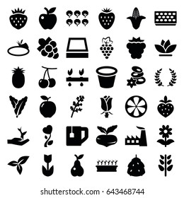 Leaf icons set. set of 36 leaf filled icons such as berry, apple, cherry, mulberry, grape, beet, spinach, deel, corn, tree, spa stones, grape, factory, tea cup, pot for plants