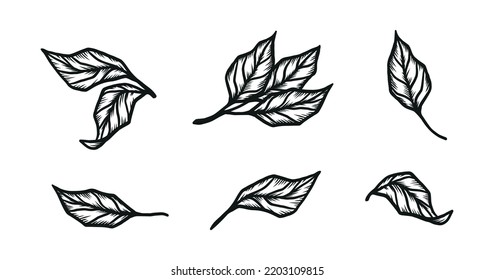 Leaf-Symbole gesetzt. Handgezeichnete Sammlung von Teeblättern im Stilstil. Vektorgrafik