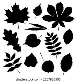 Leaf icons set isolated on white background. Leaf vector illustration