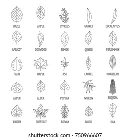 Leaf icons set. Outline illustration of 25 leaf vector icons for web