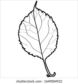 Ilustración de hoja. Esquema negro aislado en un fondo blanco. Hoja de arte simple. Ilustración aislada vectorial de material.  Elemento lindo para tarjeta, pegatina, afiche, pancarta de medios sociales.