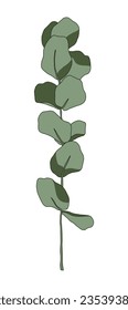 Leaf illustration of a eucalyptus plant. It is native to Australia, and the leaves are mainly used to make herbal tea or essential oil, and the wood is used for building materials or utensils.