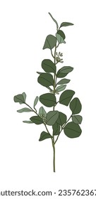Ilustración foliar de una planta de eucalipto. Es natural de Australia, y las hojas se usan principalmente para hacer té a base de hierbas o aceite esencial, y la madera se utiliza para materiales de construcción o utensilios.