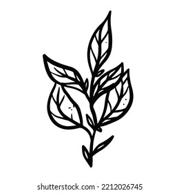leaf illustration hand drawn for design element.