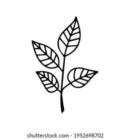 leaf illustration. leaf icon vector line style. handraw art design