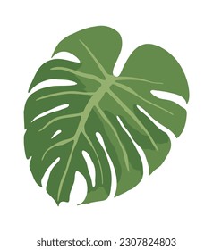 Leaf illustration of a monstera plant. It has holes in the leaves and is often seen in tropical regions. It can be seen in many interior potted plants.