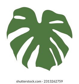 Leaf illustration of a monstera plant. It has holes in the leaves and is often seen in tropical regions. It can be seen in many interior potted plants.