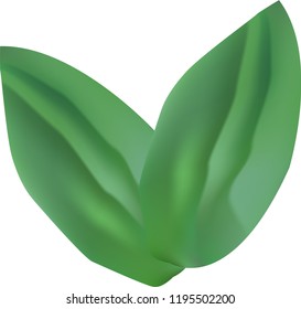 The leaf illustration on a white background.