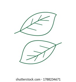 leaf. illustration of a leaf with an outline. design vector