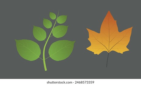 Leaf illustration for using as illustration anywhere.