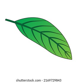 leaf illustration,isolated on white background,top view