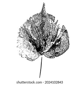 Leaf imprint. Hand-made gouache print on paper. Paint impression, stamp. Autumn picture for your design. Made using frottage technique. Isolated. Vector illustration