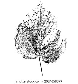 Leaf imprint. Hand-made gouache print on paper. Paint impression, stamp. Autumn picture for your design. Made using frottage technique. Isolated. Vector illustration