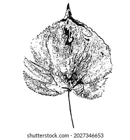 Leaf imprint. Hand-made gouache print on paper. Paint impression, stamp. Autumn picture for your design. Made using frottage technique. Isolated. Vector illustration