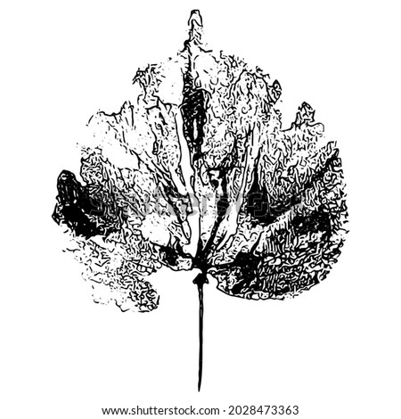 Leaf imprint. Hand-made gouache print on paper. Paint impression, stamp. Autumn picture for your design. Made using frottage technique. Isolated. Vector illustration